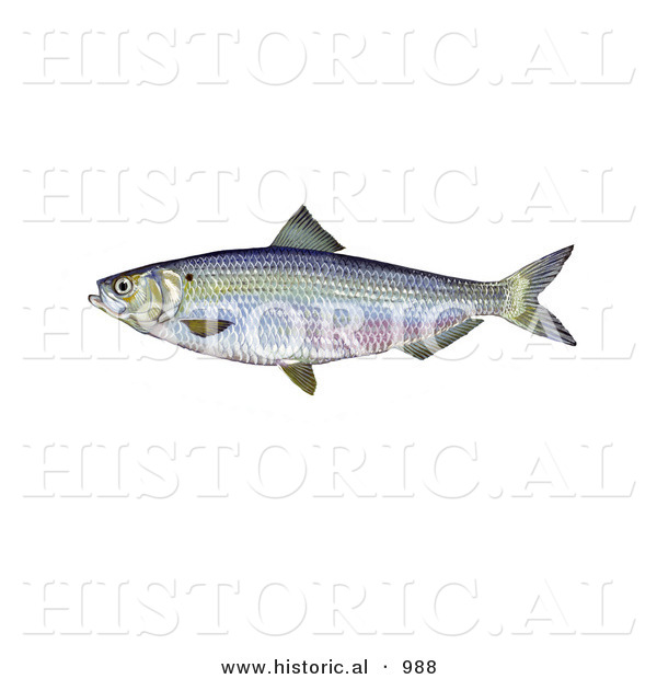 Historical Illustration of a Blueback Herring Fish (Alosa Aestivalis)