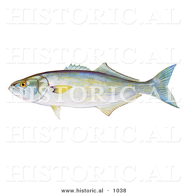 Historical Illustration of a Bluefish (Pomatomous Saltator)
