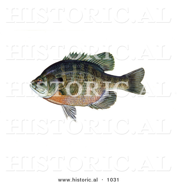 Historical Illustration of a Bluegill Fish (Lepomis Macrochirus)