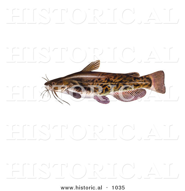 Historical Illustration of a Brown Bullhead Catfish (Ameiurus Nebulosus)