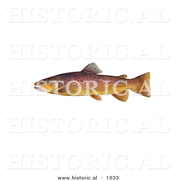 Historical Illustration of a Brown Trout Fish (Salmo Trutta)