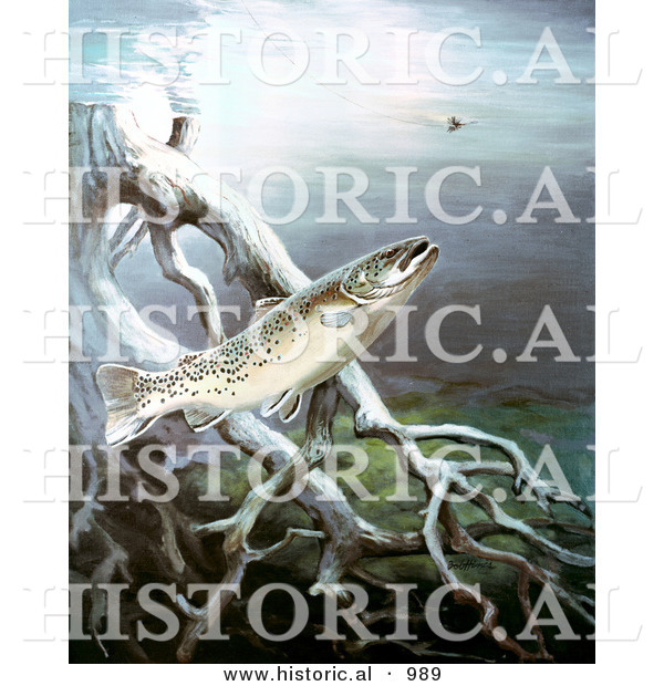 Historical Illustration of a Brown Trout Fish Swimming near Tree Roots