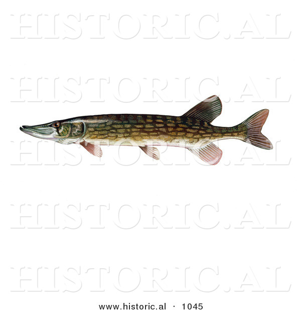 Historical Illustration of a Chain Pickeral Fish (Esox Niger)