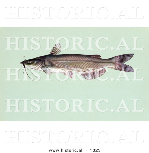 Historical Illustration of a Channel Catfish (Ictalurus Punctalus)