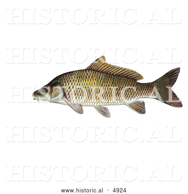 Historical Illustration of a Common Carp or European Carp Fish (Cyprinus Carpio)