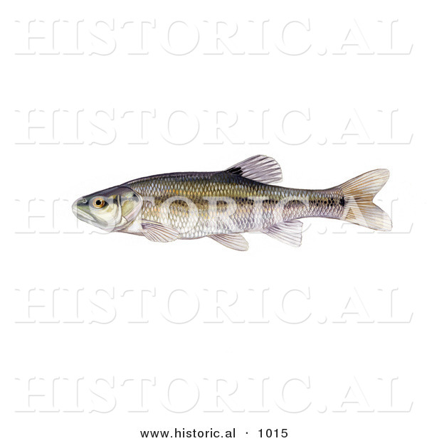 Historical Illustration of a Creek Chub Minnow Fish (Semotilus Atromaculatus)