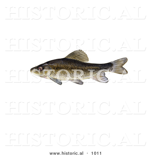 Historical Illustration of a Creek Chubsucker Fish (Erimyzon Oblongus)