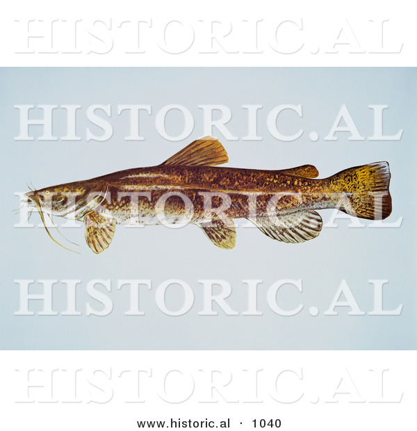Historical Illustration of a Flathead Catfish (Pylodictis Olivaris)