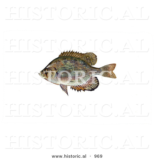 Historical Illustration of a Flier Fish (Centrarchus Macropterus)