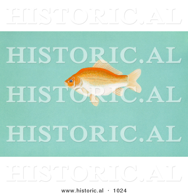 Historical Illustration of a Goldfish (Carassius Auratus)
