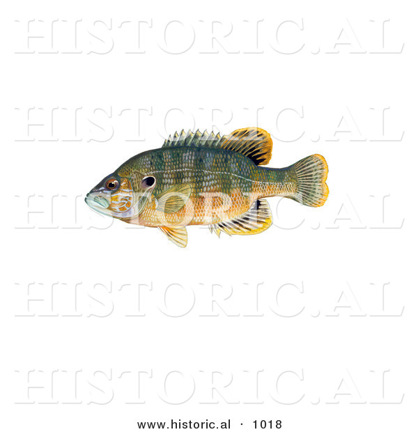 Historical Illustration of a Green Sunfish (Lepomis Cyanellus)