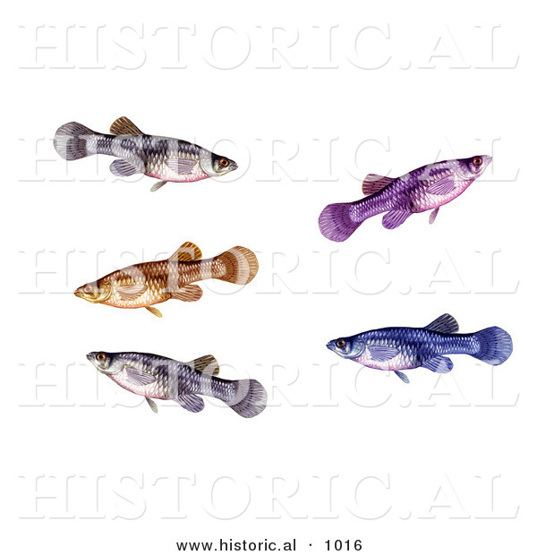 Historical Illustration of a Group of Swimming a Mosquitofish (Gambusia Affinis)