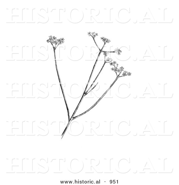 Historical Illustration of a Harperella (Ptilimnium Nodosum) Plant - Black and White Version