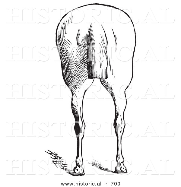 Historical Illustration of a Horse's Anatomy Featuring Bad Hind Quarters from the Rear - Black and White Version