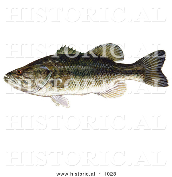 Historical Illustration of a Largemouth Bass Fish (Micropterus Salmoides)