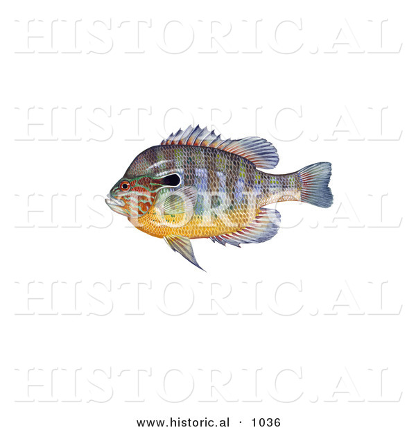 Historical Illustration of a Longear Sunfish (Lepomis Megalotis)