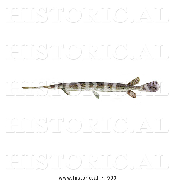 Historical Illustration of a Longnose Gar Fish (lepisosteus Osseus)