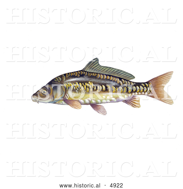 Historical Illustration of a Mirror Carp Fish (Cyprinus Carpio)