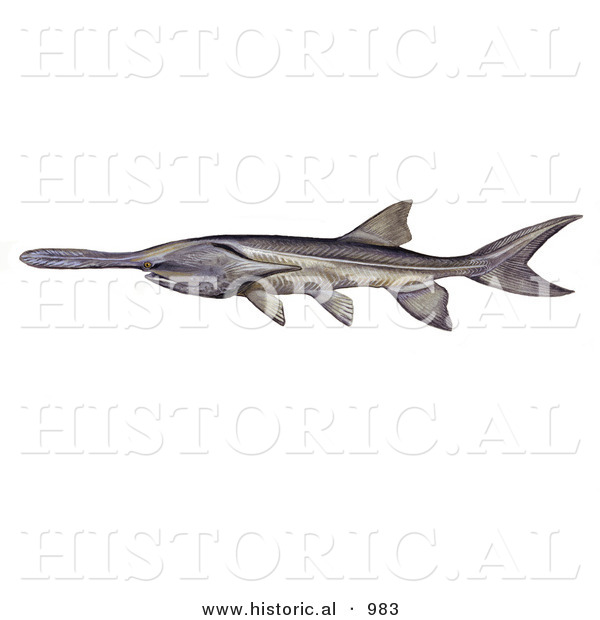 Historical Illustration of a Mississippi Paddlefish (Polyodon Spathula)
