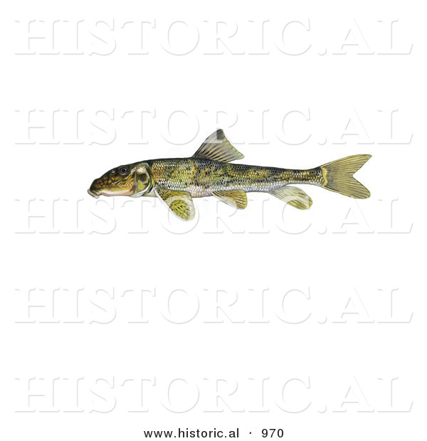 Historical Illustration of a Northern Hogsucker Fish (Hypentelium Nigricans)