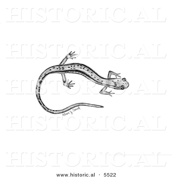 Historical Illustration of a Northern Two-lined Salamander (Eurycea Bislineata) - Black and White Version