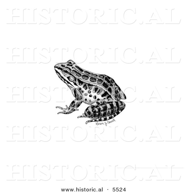 Historical Illustration of a Pickerel Frog (Rana Palustris) - Black and White Version