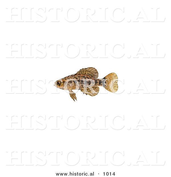 Historical Illustration of a Pygmy Sunfish (Elassoma Sp)