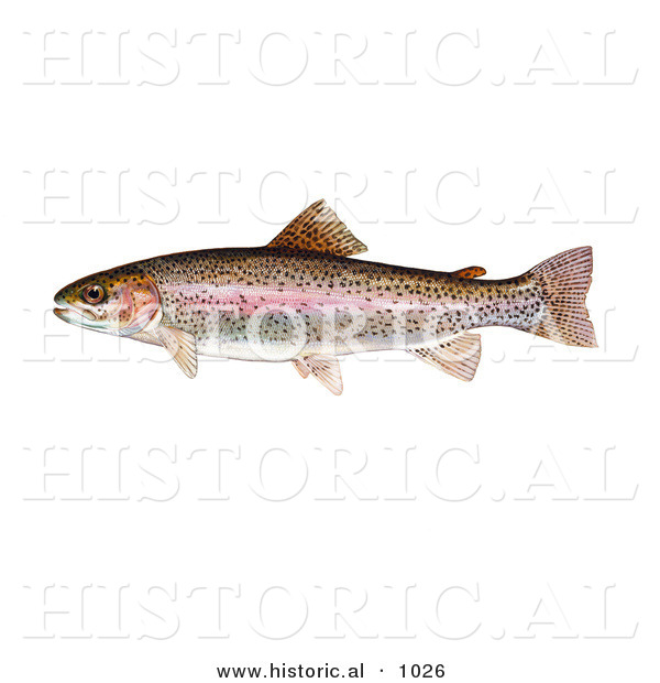 Historical Illustration of a Rainbow Trout Fish (Oncorhynchus Mykiss)