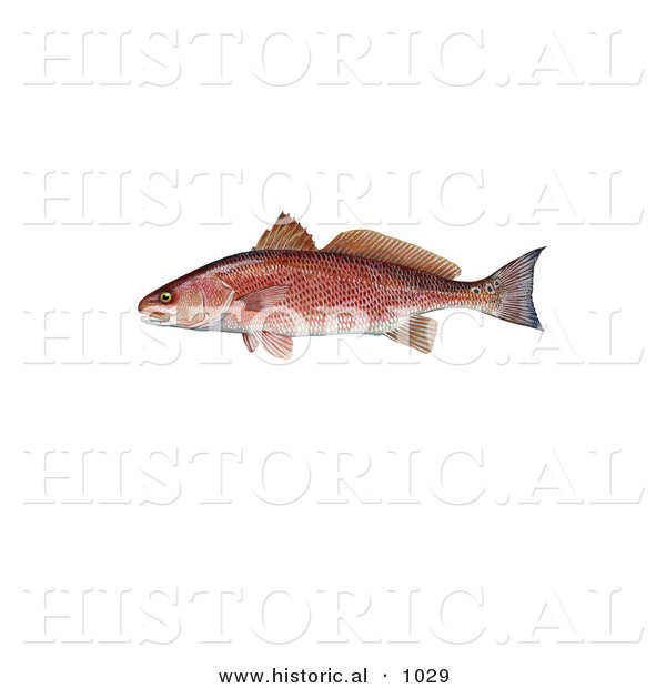 Historical Illustration of a Red Drum Fish (Sciaenops Ocellata)