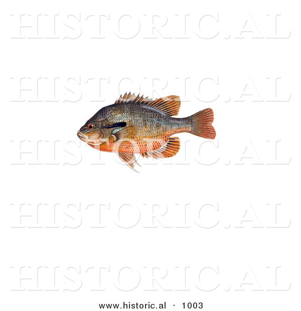 Historical Illustration of a Redbreast Sunfish (Lepomis Auritus)