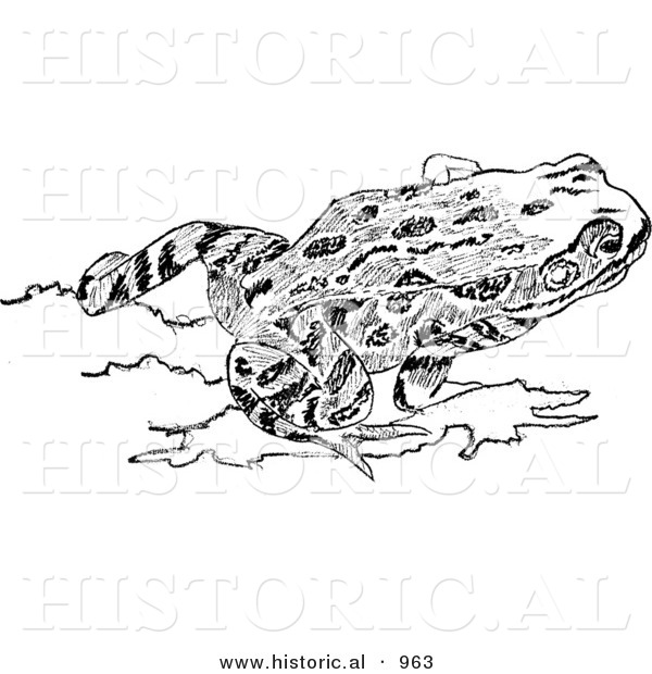 Historical Illustration of a Red-Legged Frog - Black and White Version