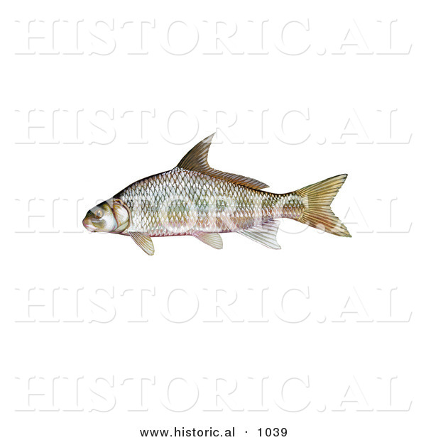 Historical Illustration of a River Carpsucker Fish (Carpoides Carpio)