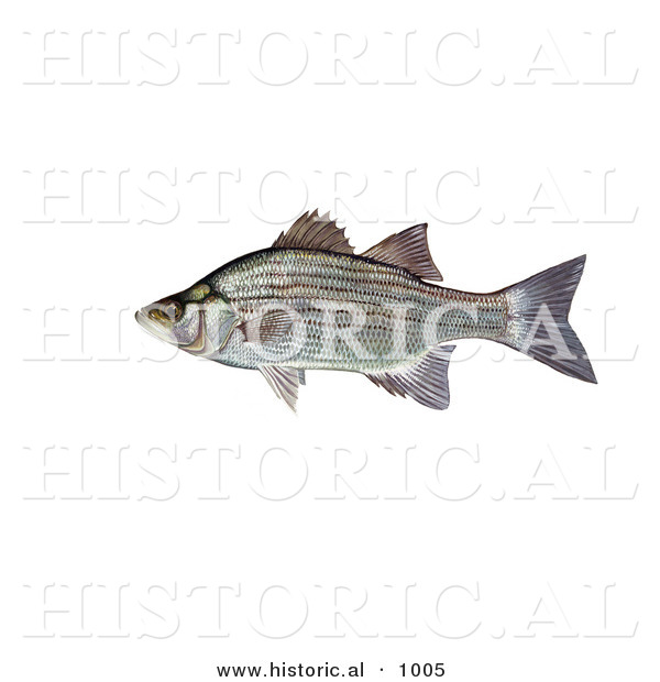 Historical Illustration of a Sand Bass Fish (Morone Chrysops)
