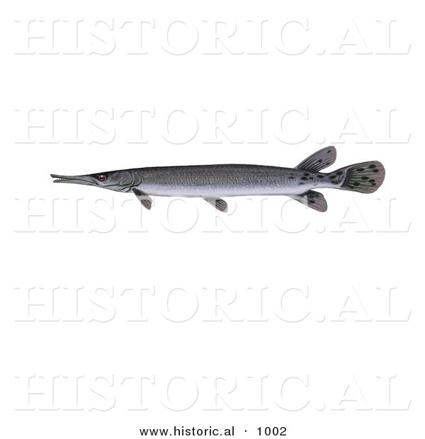 Historical Illustration of a Shortnose Gar Fish (Lepisosteus Platostomus)