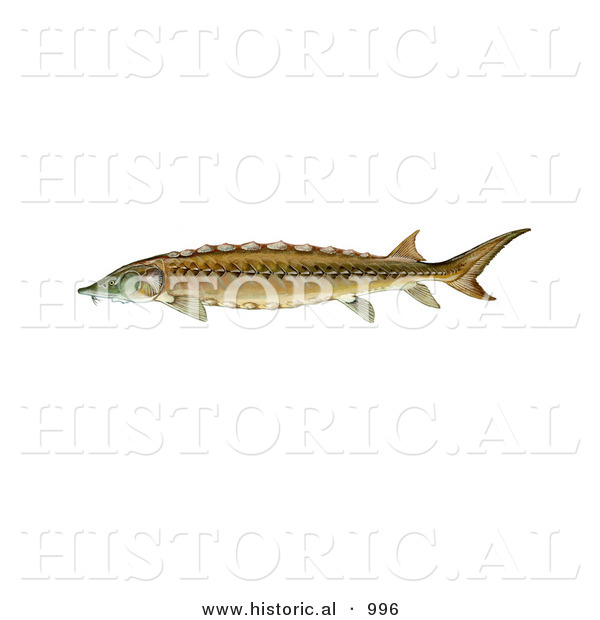 Historical Illustration of a Shortnose Sturgeon Fish (Acipenser Brevirostrum)