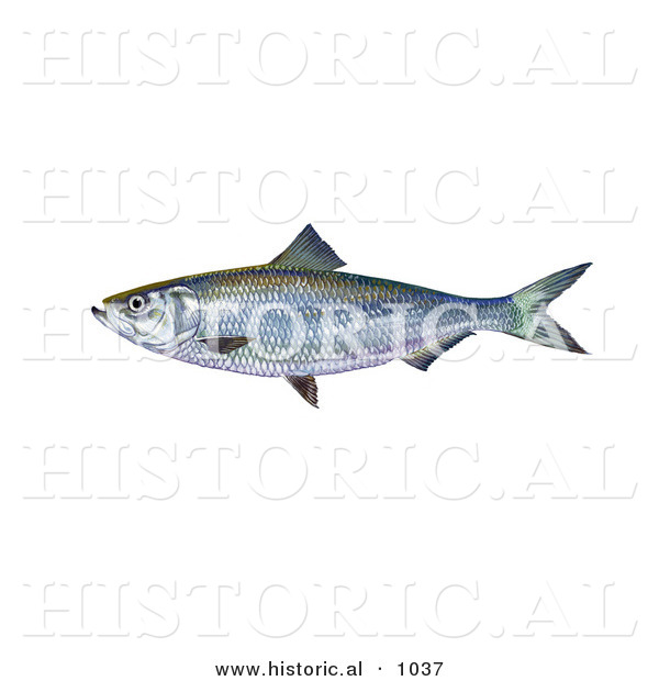 Historical Illustration of a Skipjack Herring Fish (Alosa Chrysochloris)