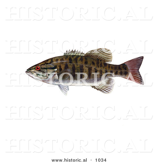 Historical Illustration of a Smallmouth Bass Fish (Micropterus Dolomieu)