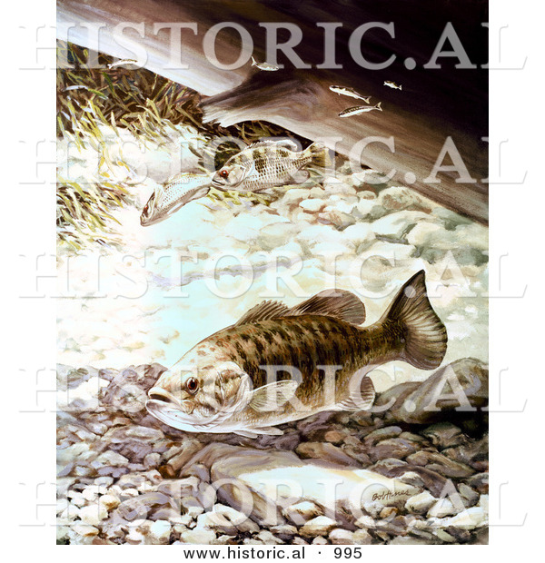 Historical Illustration of a Smallmouth Bass Fish Underwater