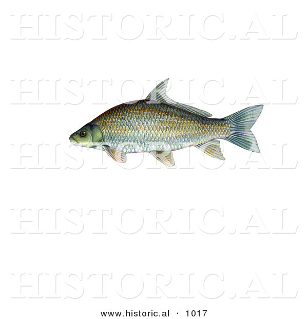 Historical Illustration of a Smallmouth Buffalo Fish (Ictiobus Bubalus)