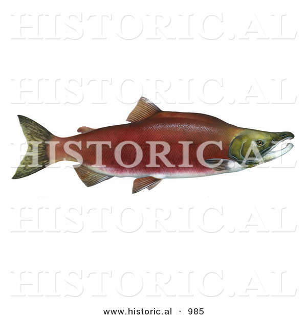 Historical Illustration of a Sockeye Salmon (Oncorhynchus Nerka)