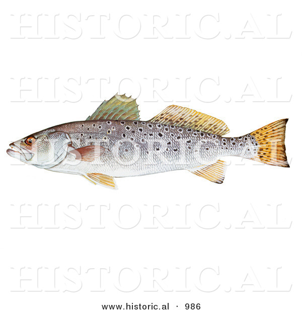 Historical Illustration of a Spotted Seatrout (Cynoscion Nebulosus)