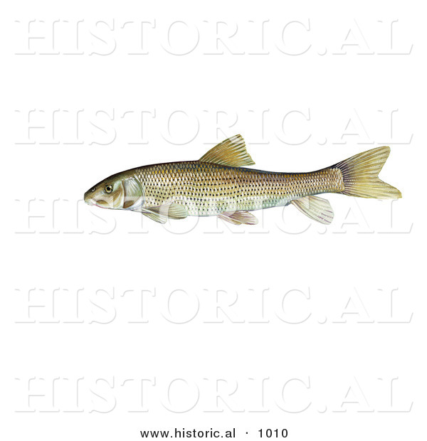 Historical Illustration of a Spotted Sucker Fish (Minytrema Melanops)