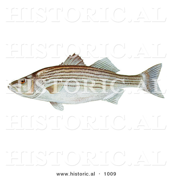 Historical Illustration of a Striped Bass Fish (Morone Saxatilis)
