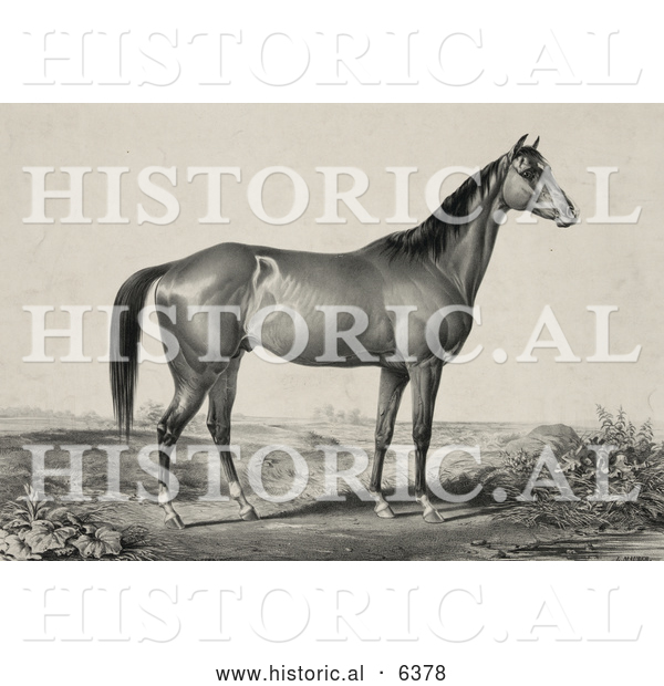 Historical Illustration of a Strong Horse Standing and Facing to the Right
