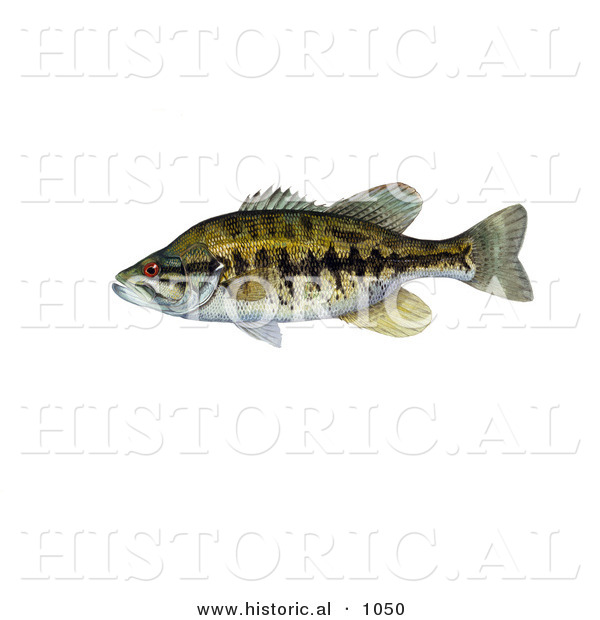Historical Illustration of a Suwannee Bass Fish (Micropterus Notius)