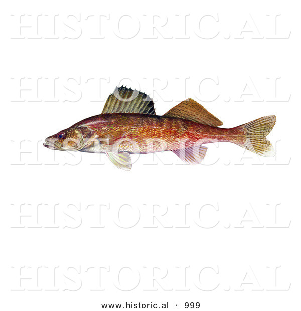 Historical Illustration of a Walleye Fish (Stizostedion Canadense)