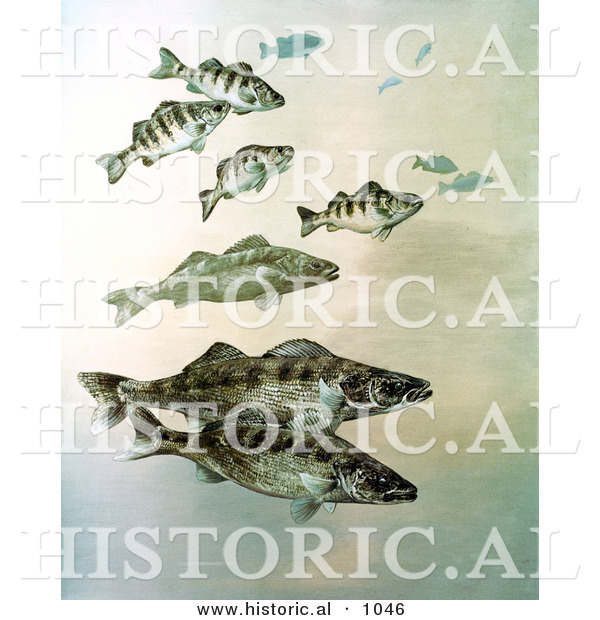 Historical Illustration of a Walleye, Yellow Perch and Pike Fish Swimming