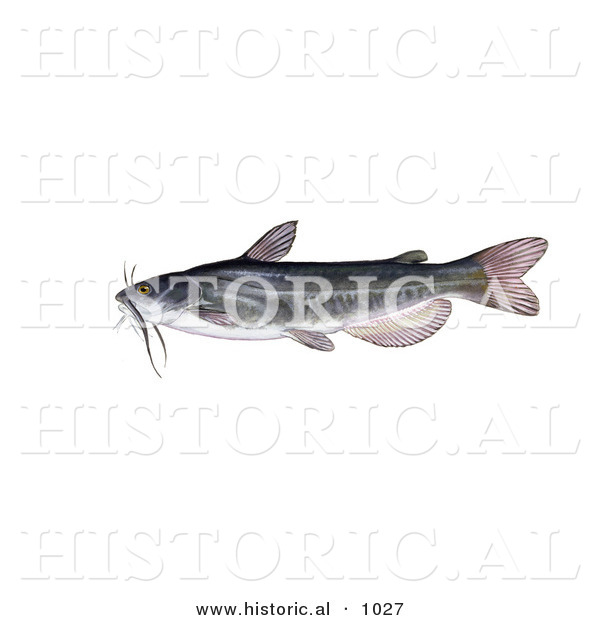 Historical Illustration of a White Catfish (Amereiurus Catus)