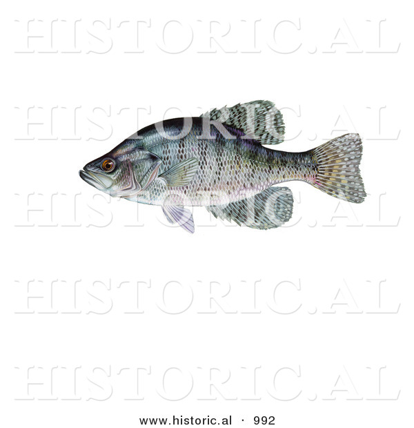 Historical Illustration of a White Crappie (Pomoxis Annularis)