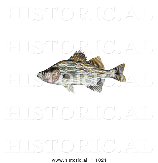 Historical Illustration of a White Perch (Morone Chrysops)